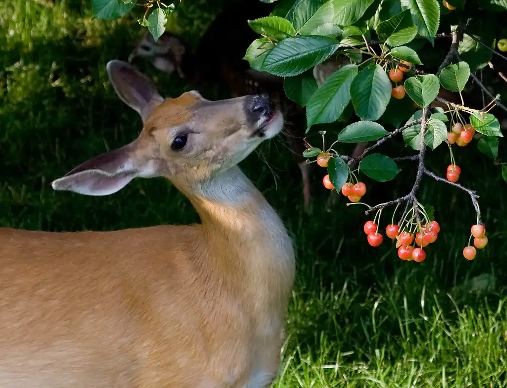 Can Deer Eat Cherries