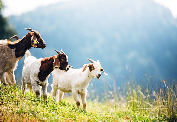 How Many Goats Are There In The World