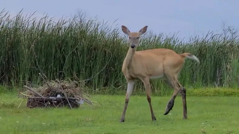 Can a Deer Survive a Broken Leg?