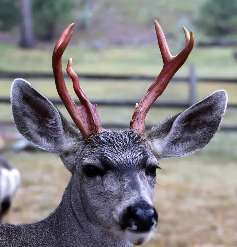 Deer Antlers Blood