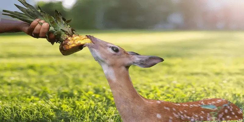 Can Deer Eat Pineapple