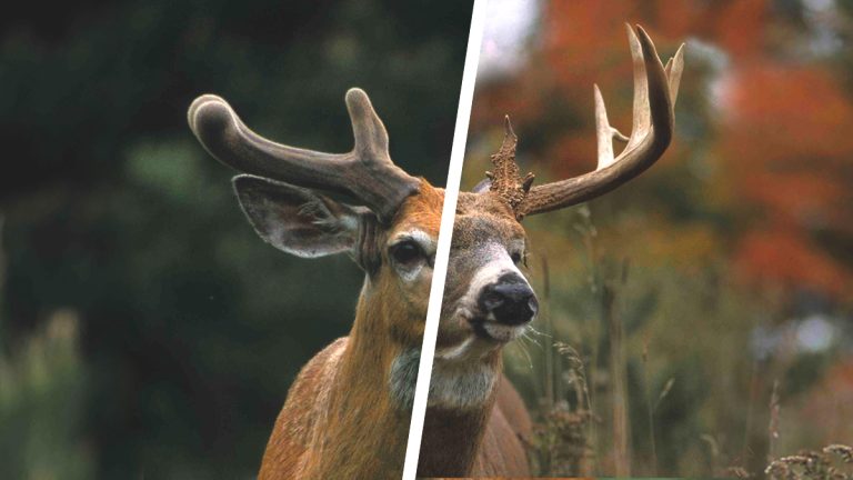 Whitetail Deer Antler Growth Chart by Month