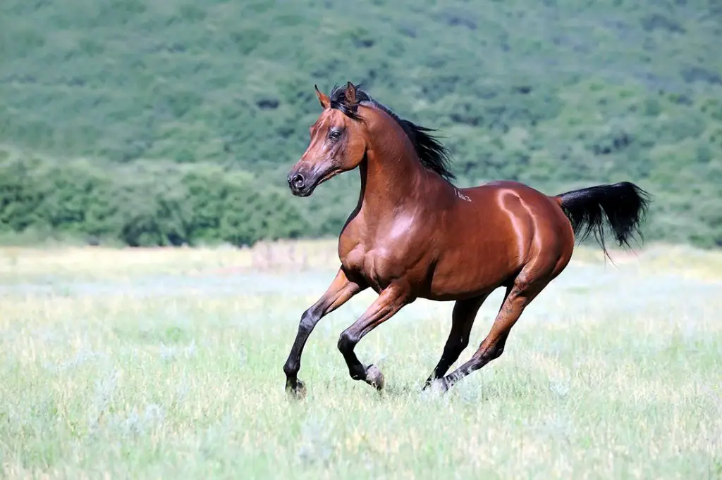 How Fast Can a Arabian Horse Run