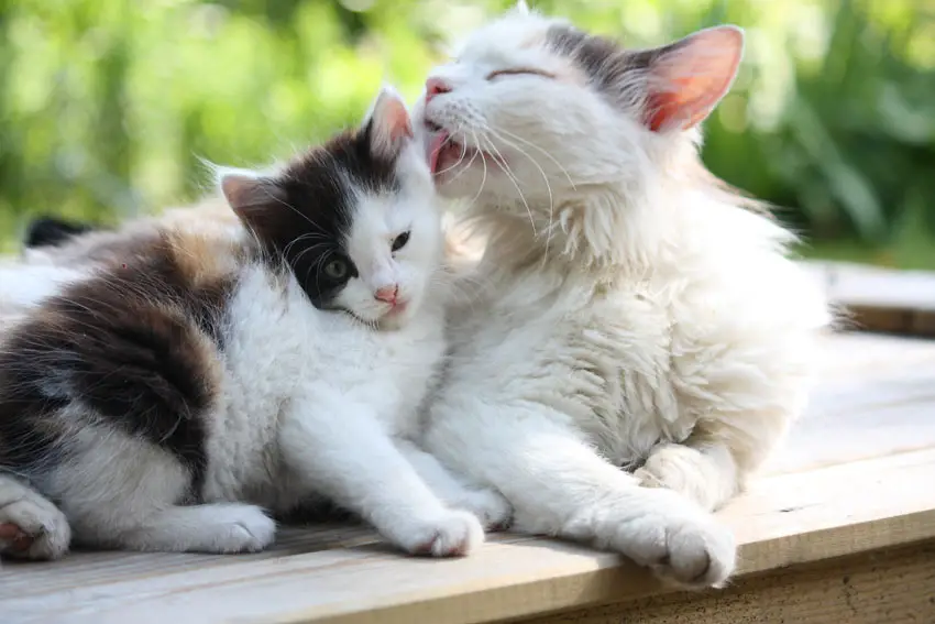 Why Is My Cat Biting Her Kittens