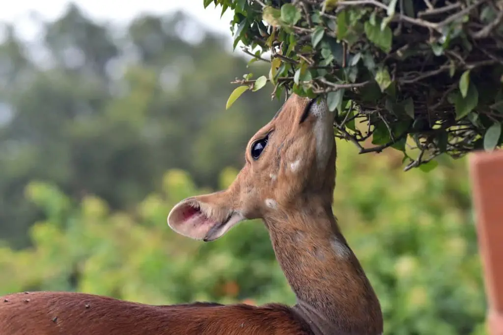 Can Deer Eat Cherries