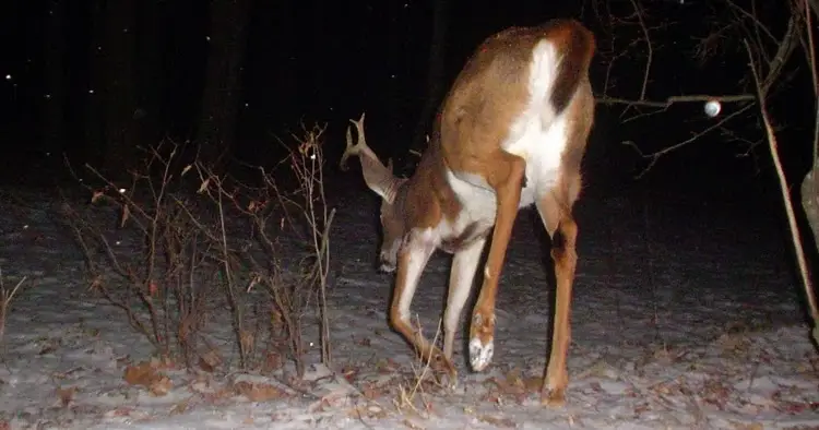 Can a Deer Survive a Broken Leg