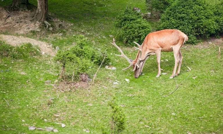 Do Deer Eat Potatoes?