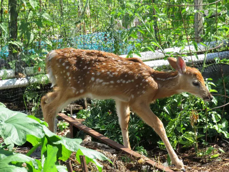 Do Deer Eat Eggplant?