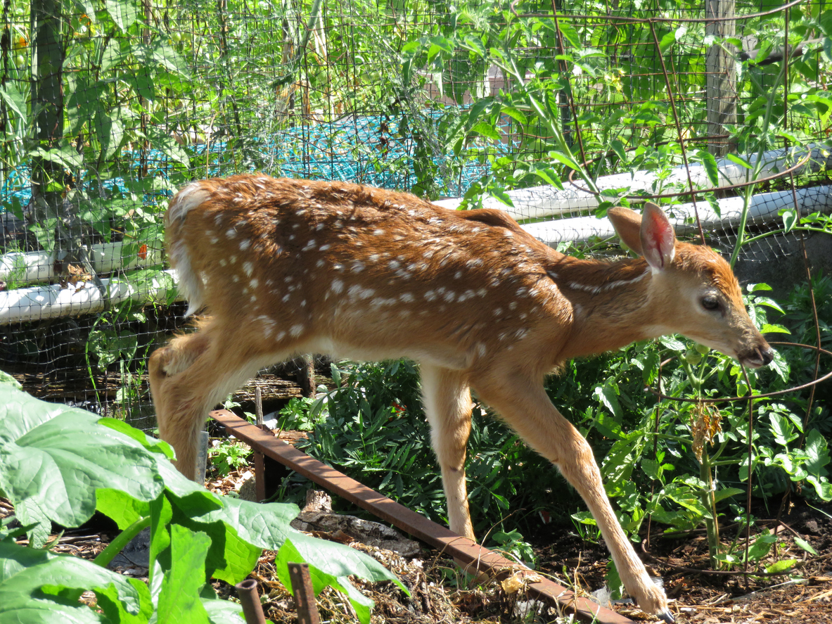 Do Deer Eat Eggplant