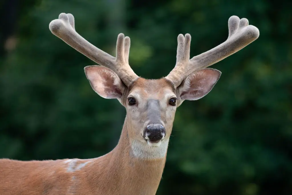 Whitetail Deer Antler Growth Chart by Month