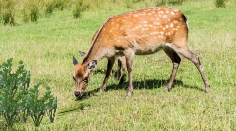 Do Deer Eat Celery?