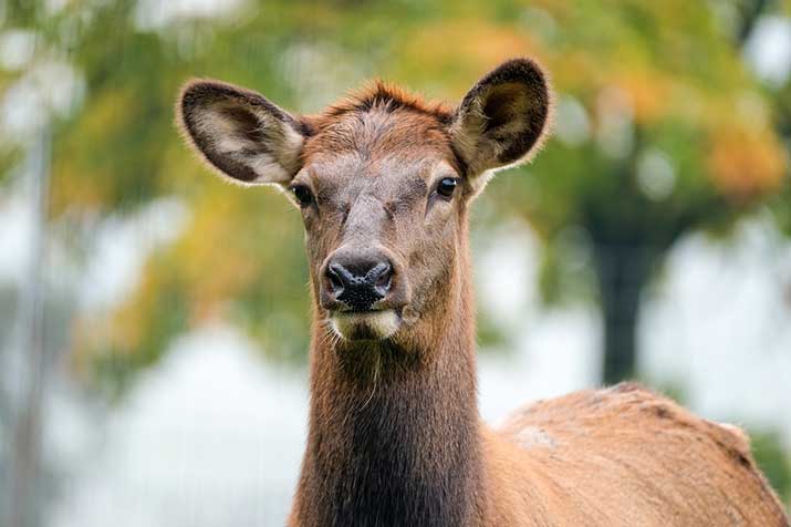 Do Deer Mourn Their Dead