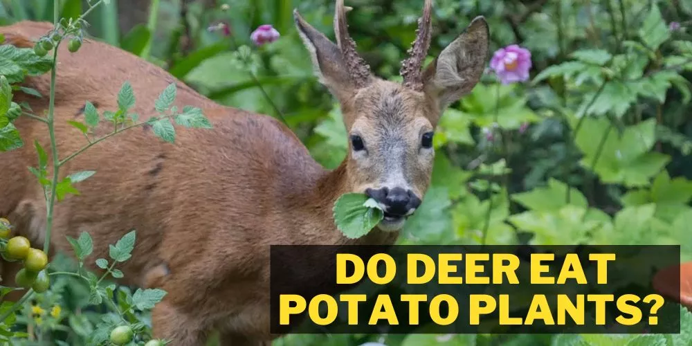 Do Deer Eat Potatoes