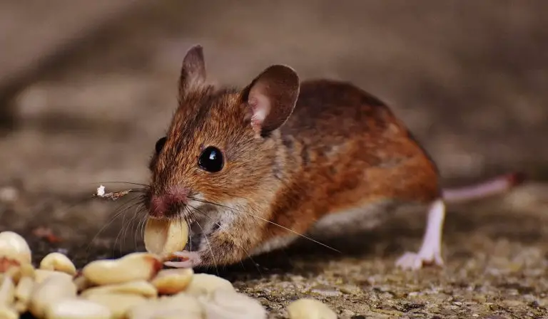 Why Do Rats Devour Soap?