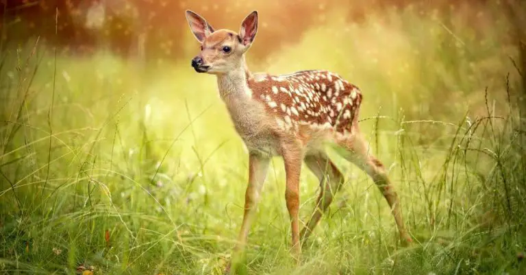 What is a Baby Red Deer Called?