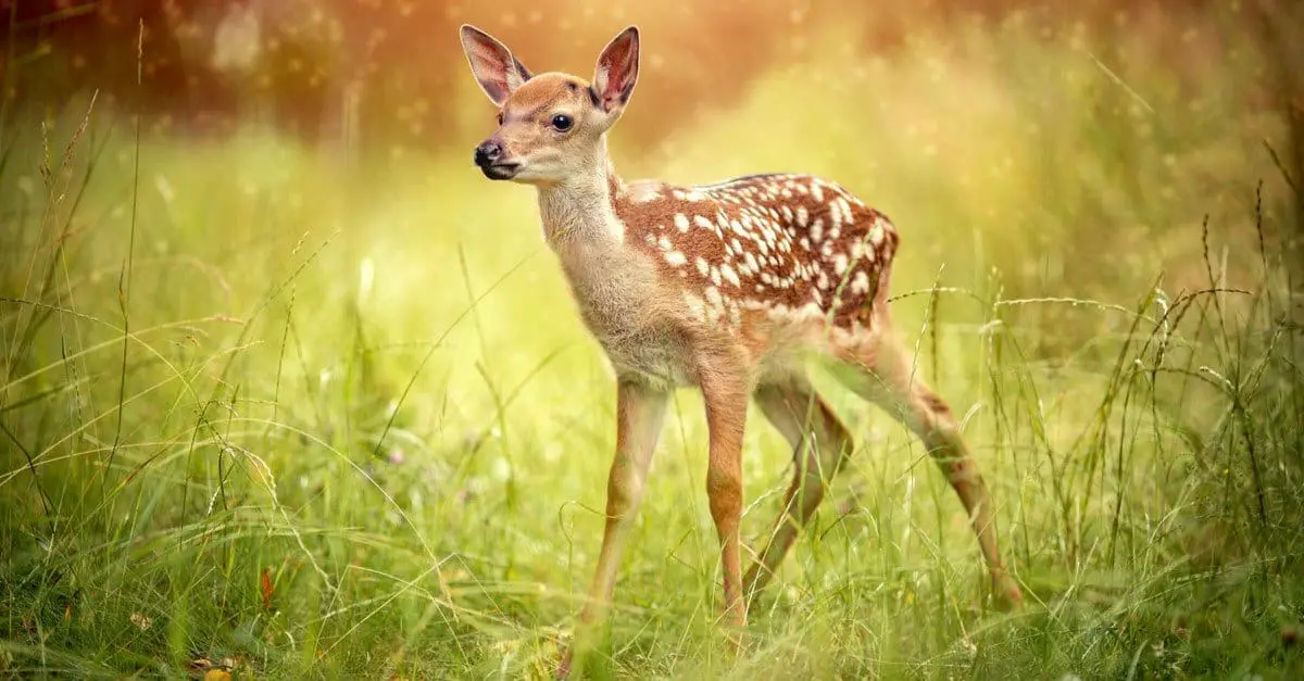 What is a Baby Red Deer Called