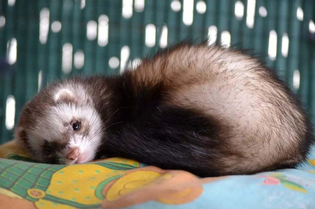 How To Keep Ferrets As Pets - A Complete Guide for Ferret Lovers