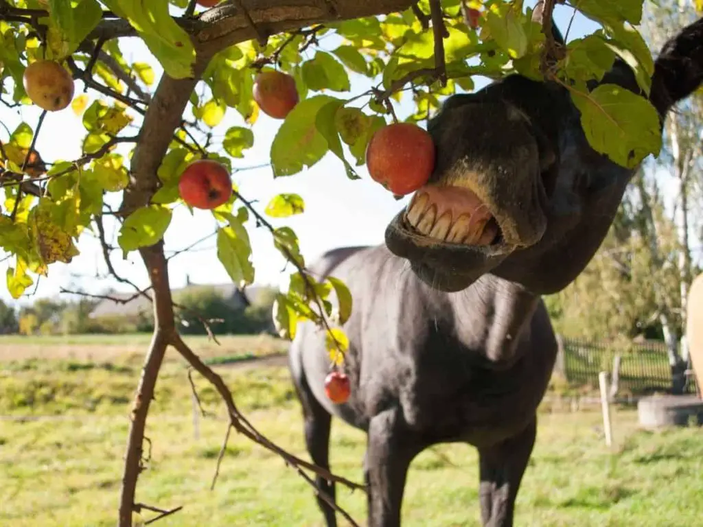 Can Horses Eat Plums