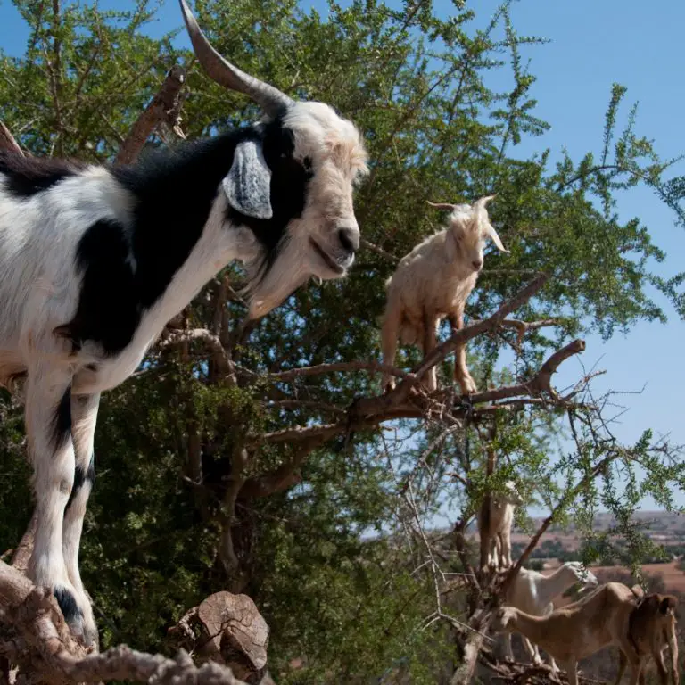 How Do Goats Climb?