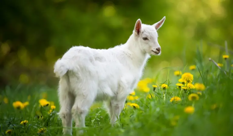 Why Do Goats Wag Their Tails?