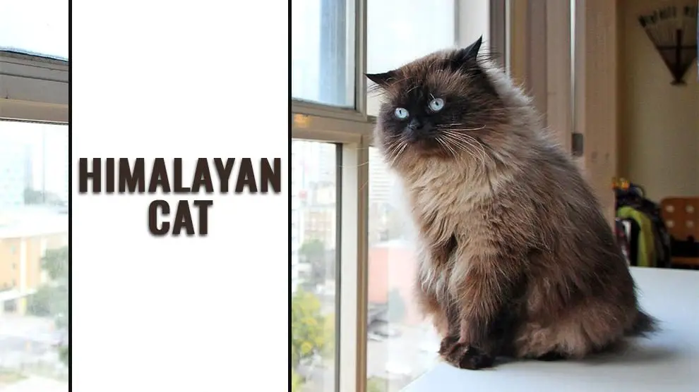 Himalayan Cats & Shedding