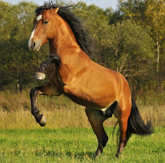 How Fast Can a Mustang Horse Run? - nickiy.com