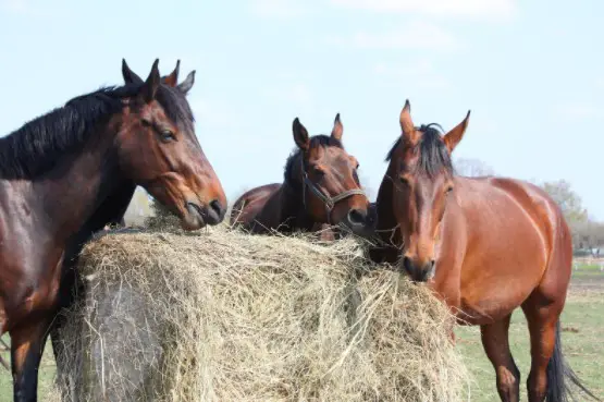 Can Horses Eat Rainy Hay