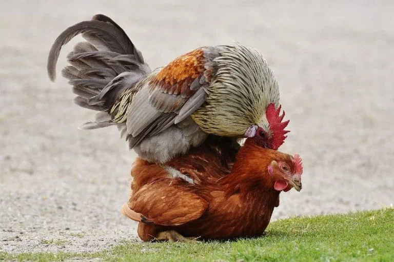 Discover the Real Reason Why Hens Run Before Mating