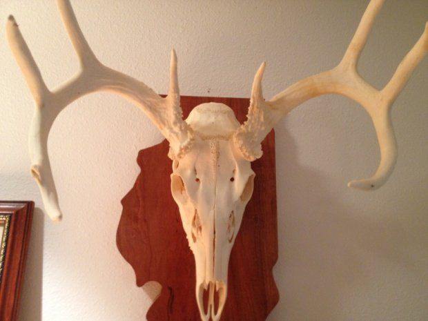 How To Bleach A Deer Skull