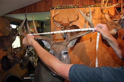 How To Measure Deer Antler Spread