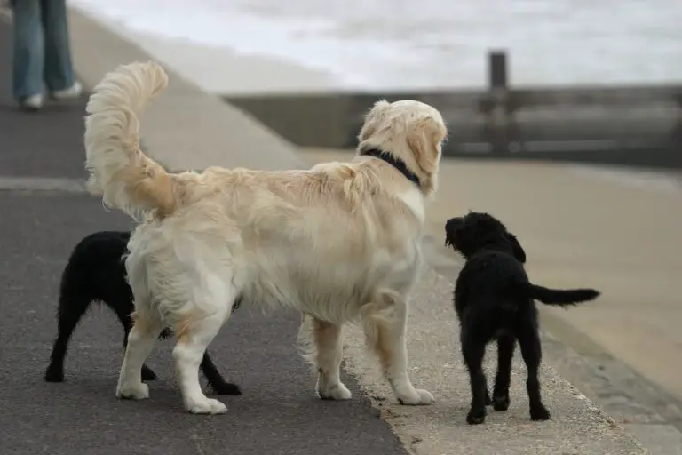 12 Tail-Wagging Animals (With Pictures)