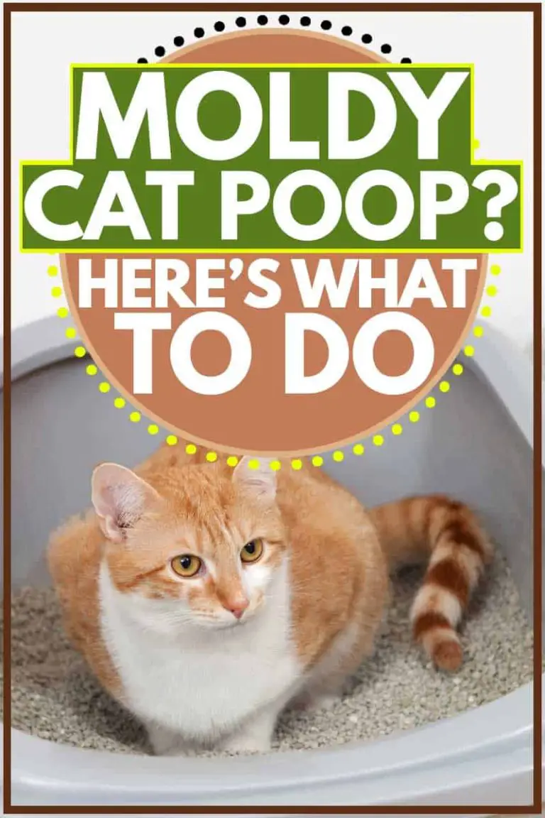 Why Is My Cats Poop Moldy?