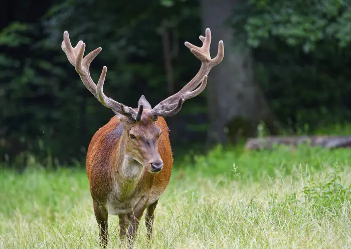 Deer-Morphology And Behavior