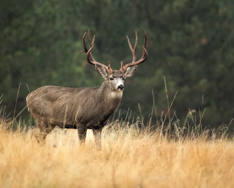 Discover Mule Deer Habitat