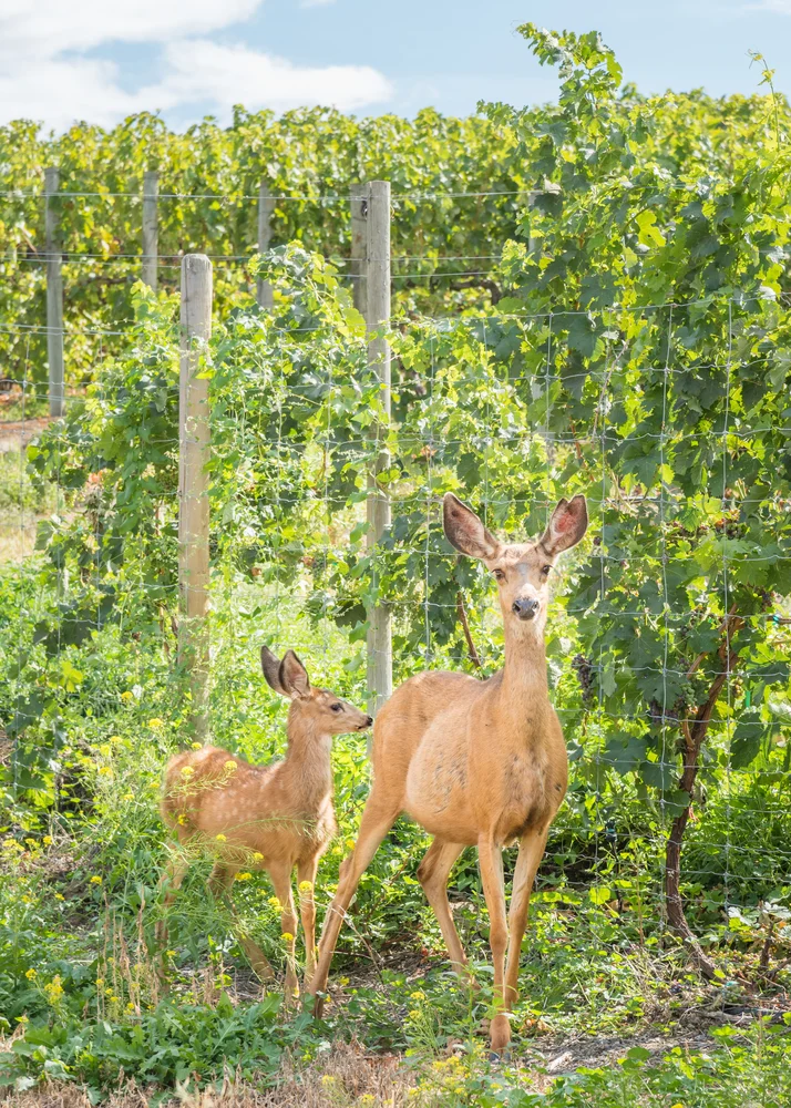 Can Deer Eat Broccoli