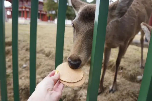 Can Deer Eat Crackers