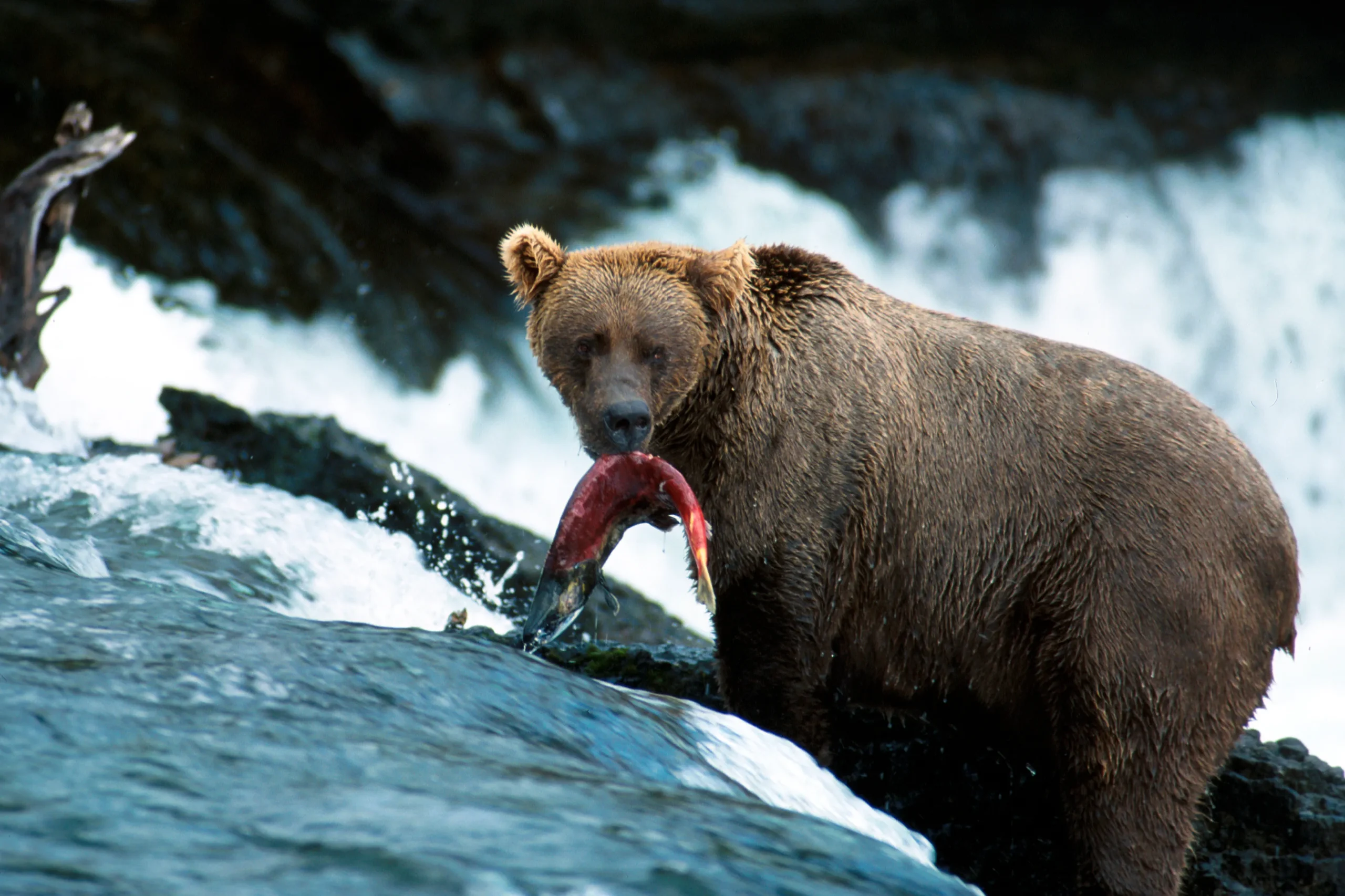 Can Playing Dead Save You from Bears