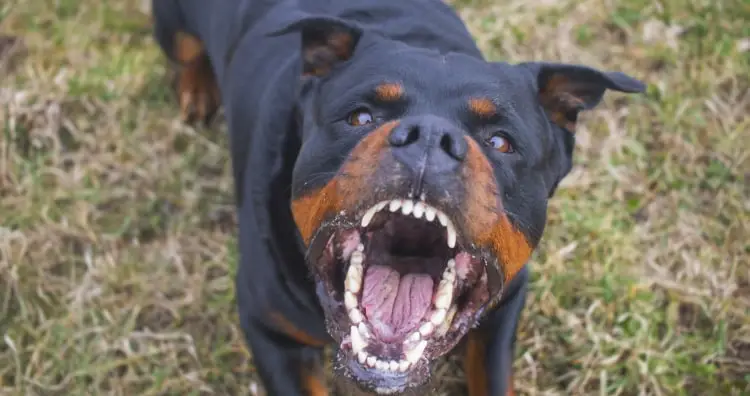 How Strong Is A Rottweiler