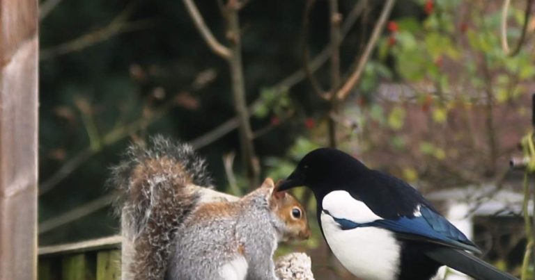 Why Do Squirrels And Magpies Fight?