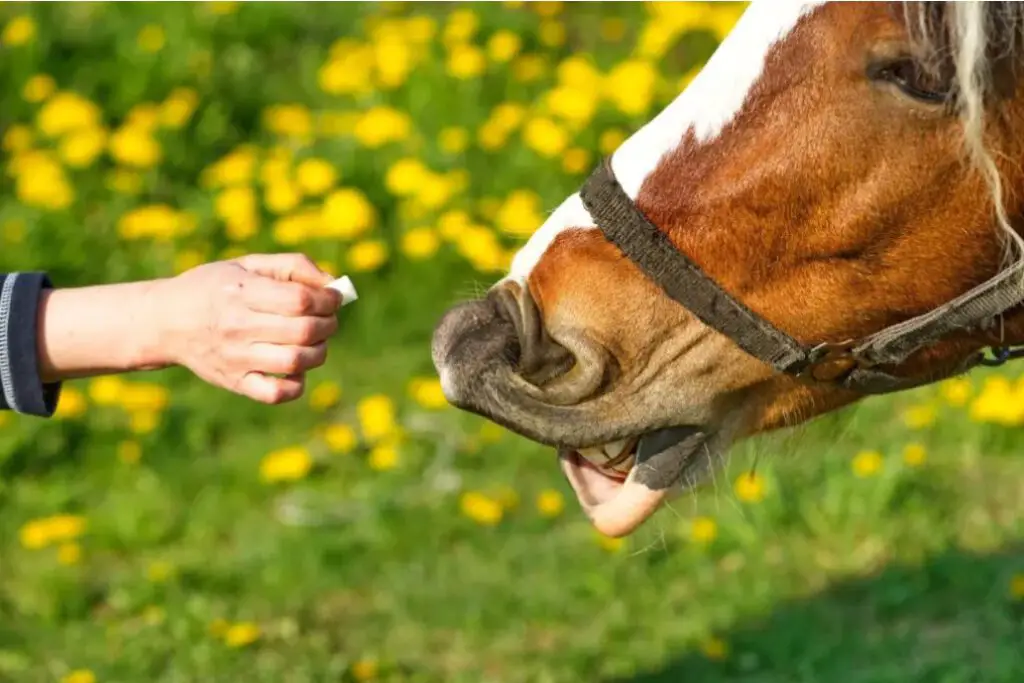 Why Do Horses Like Sugar Cubes