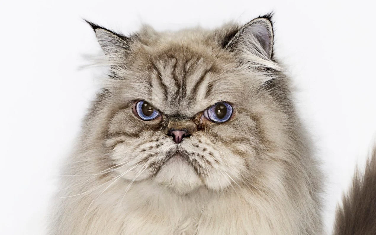 Different Cat Breeds in Angry Mode