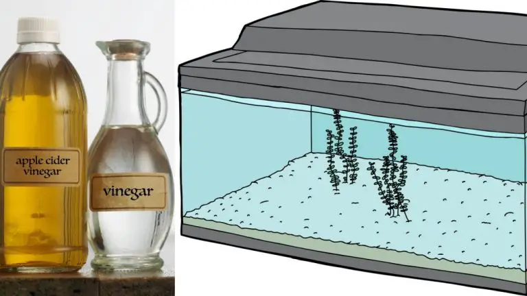 Can You Clean A Fishtank With Vinegar?