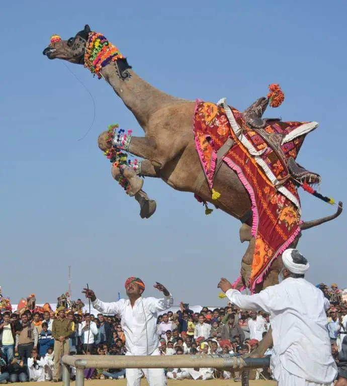 Can Camels Jump? This Is Hilarious!