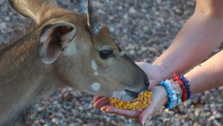 Sweet Feed for Deer