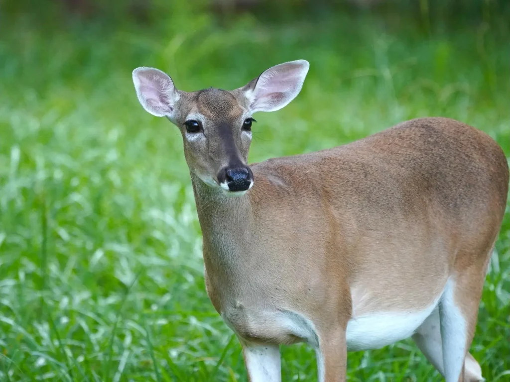 Why Deer Devour Mice