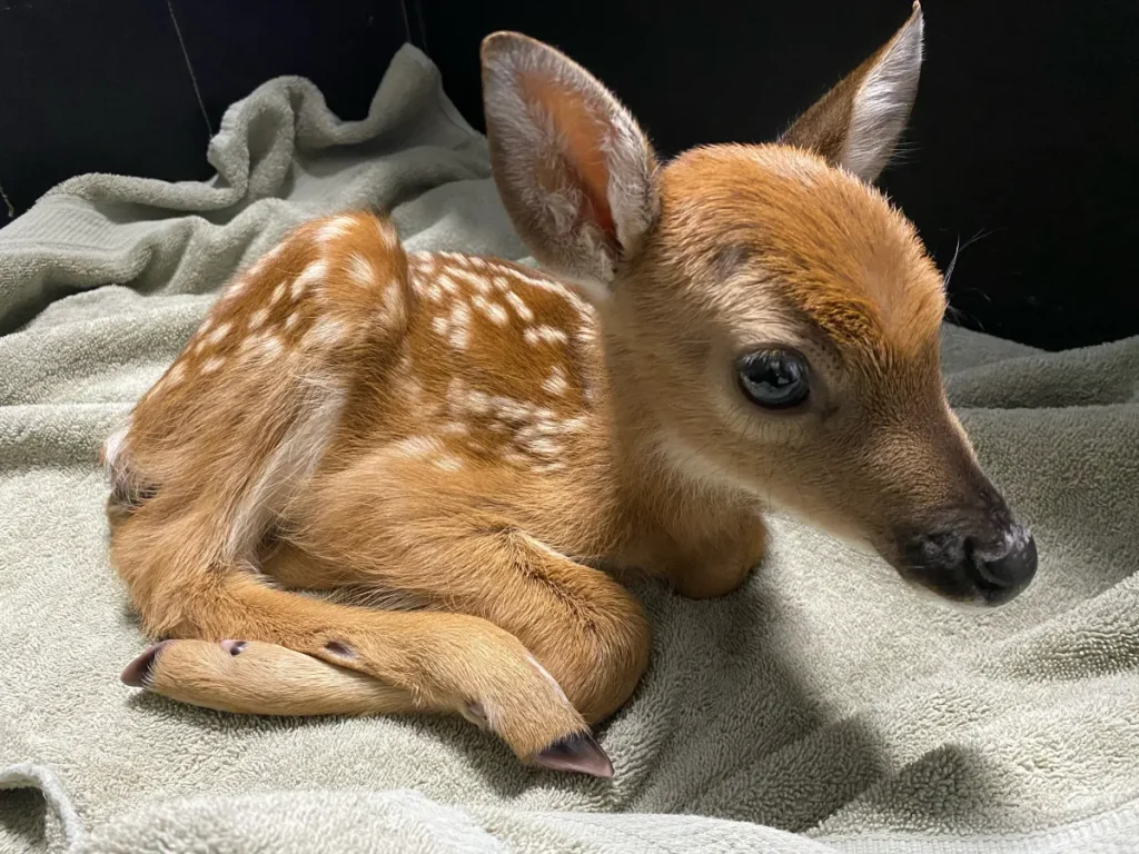 Why Does a Baby Deer Cry at Night