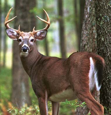 Things You Never Knew About Deer Behavioral Adaptations