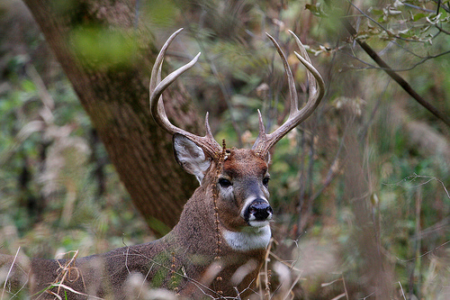Things You Never Knew About Deer Behavioral Adaptations - nickiy.com