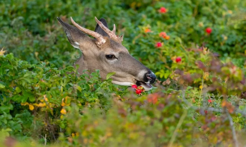 Can Deer Eat Grapes