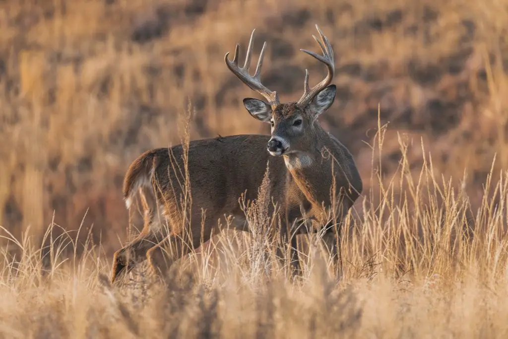 How Long Do Deer Live